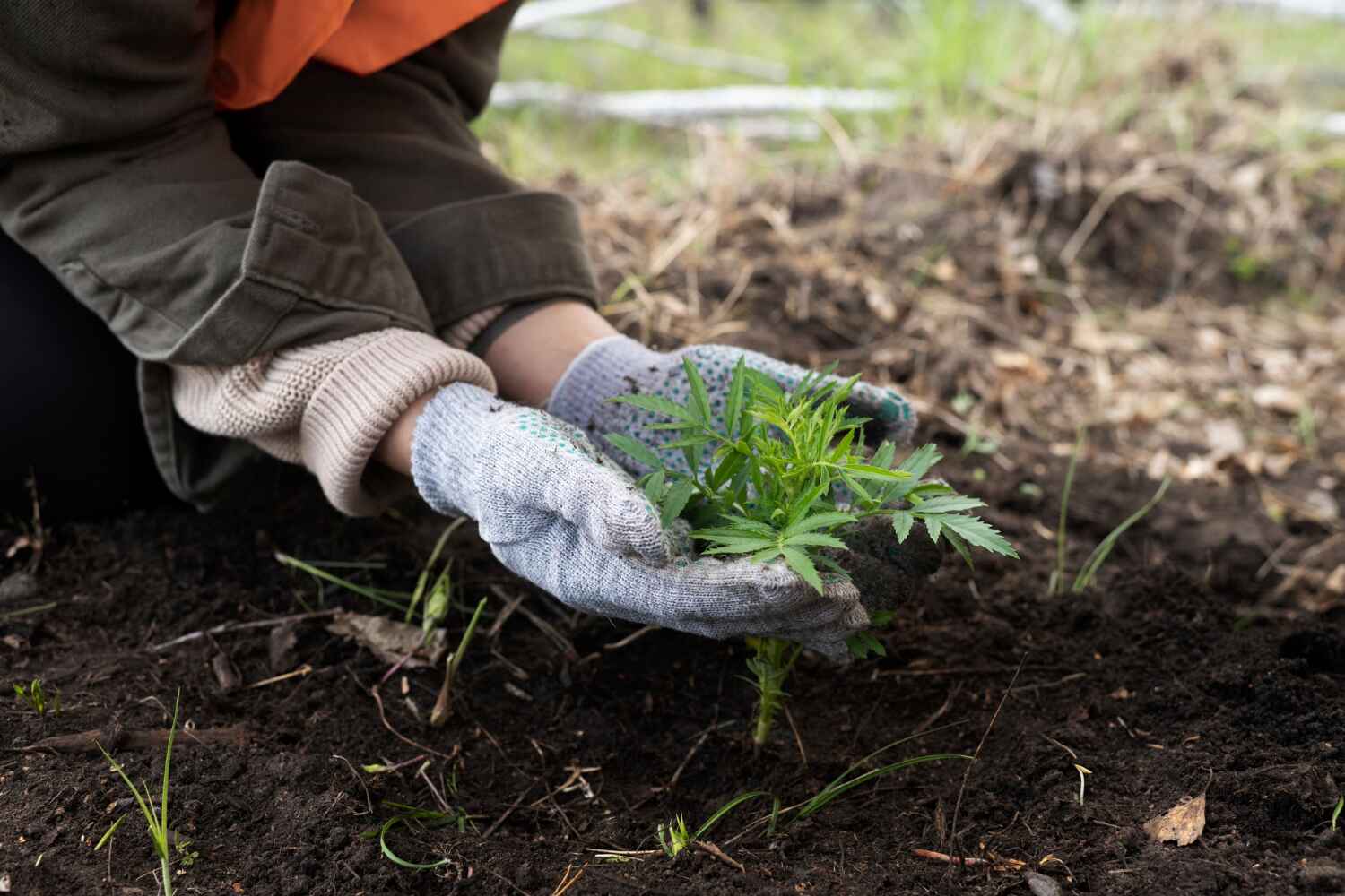 Best Dead Tree Removal  in Wolf Lake, MI